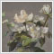 安井 英里子「白い花」のサムネイル